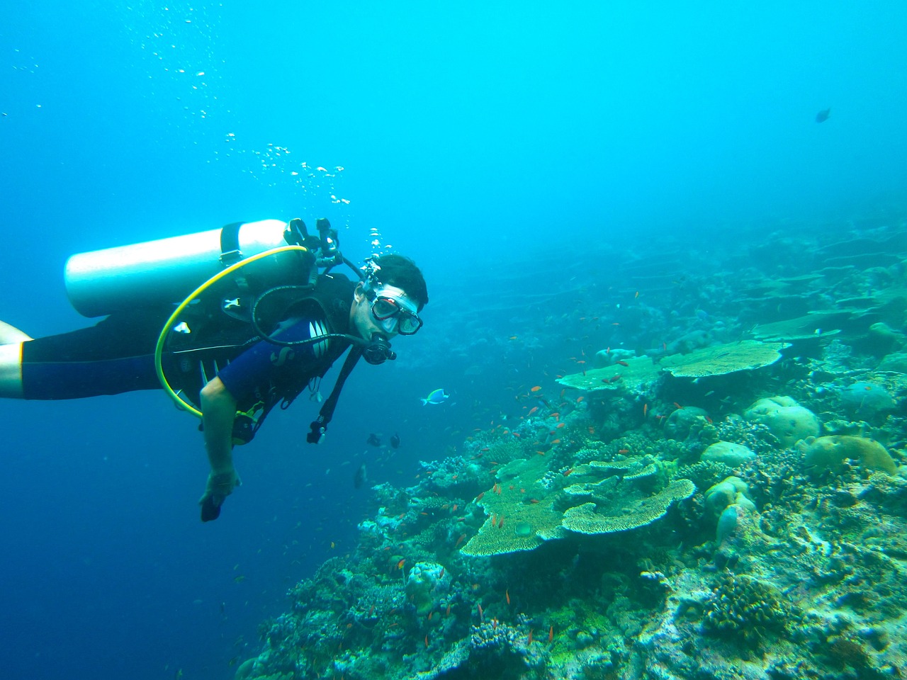 diving, maldives, nature-261585.jpg